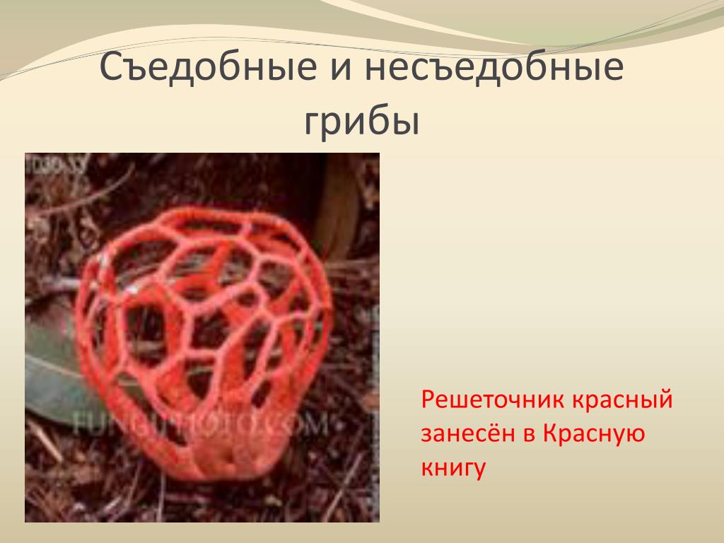 Как выглядит гриб решеточник красный PPT - Царство грибов. PowerPoint Presentation, free download - ID:6031578
