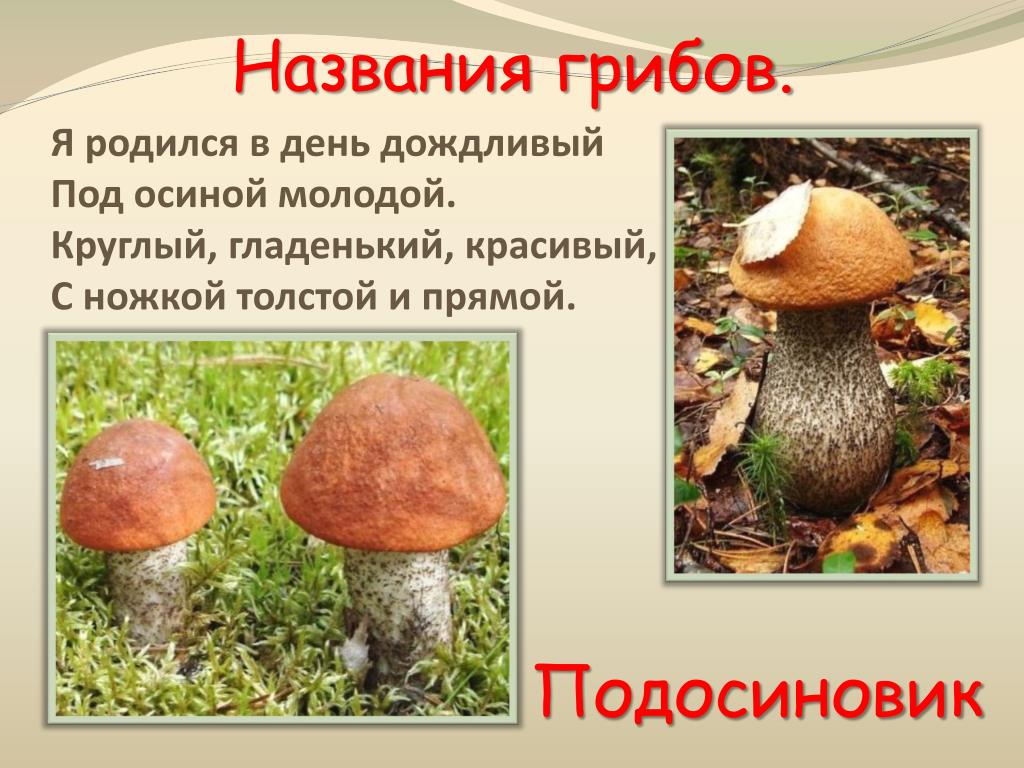 Подосиновик признаки гриба