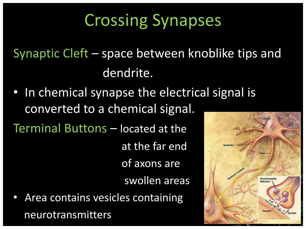 Neurotransmitters Are Released From Vesicles Located On Knoblike Terminals At The End Of The PPT - Nerves, Hormones, and Homeostasis PowerPoint Presentation, free