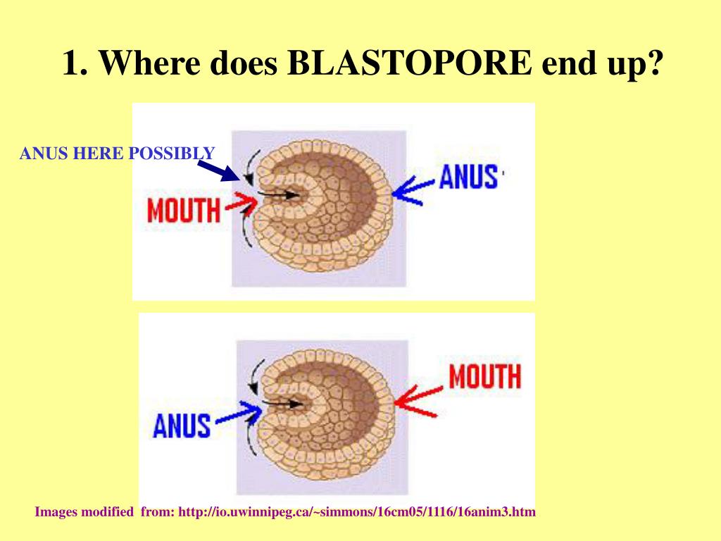 blastopore becomes anus