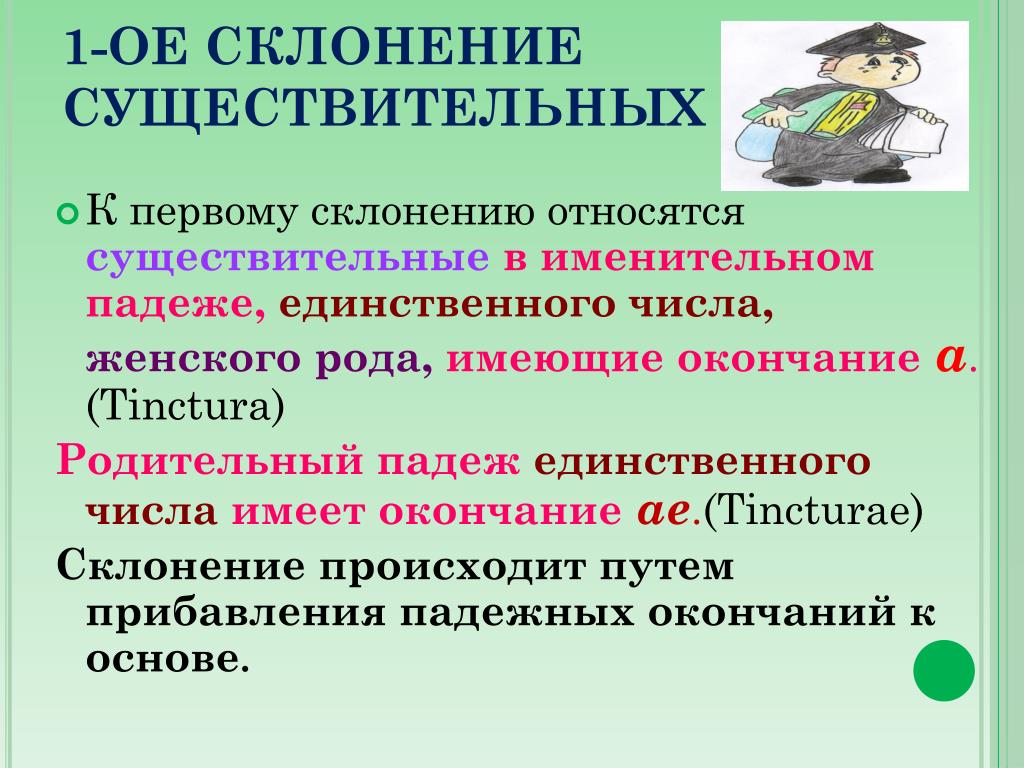 Существительное слово в единственном падеже. Что относится к первому склонению существительных. Что относится к существительным 1 склонения. Какие имена существительные относятся к 1 склонению. К первому склонению относится существительное.