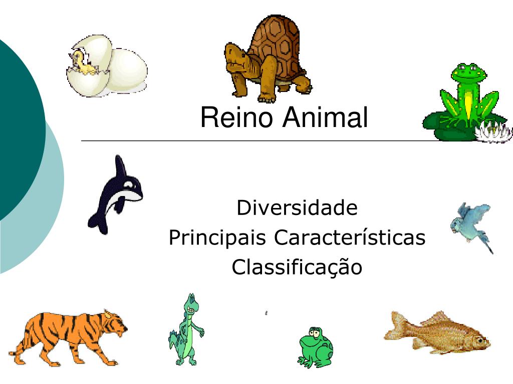 PPT - Reino Animal PowerPoint Presentation, Free Download - ID:6036159