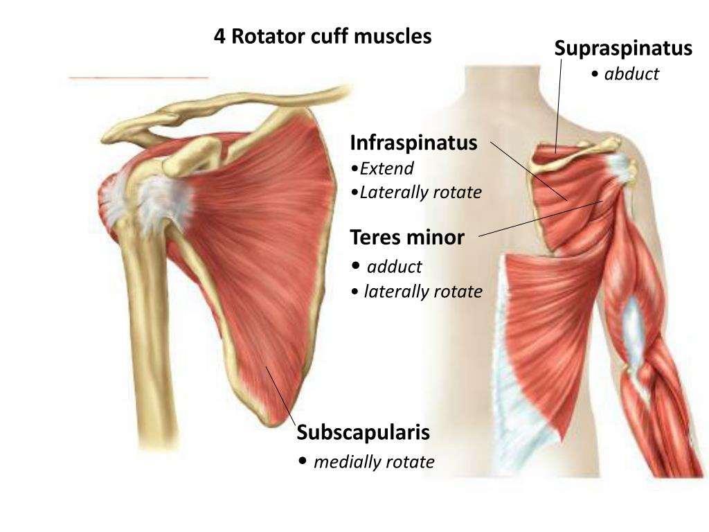 Терес. Rotator Cuff muscles. Subscapularis infraspinatus. M. Subscapularis, m. infraspinatus и m. Teres Minor.. Infraspinatus мышца.