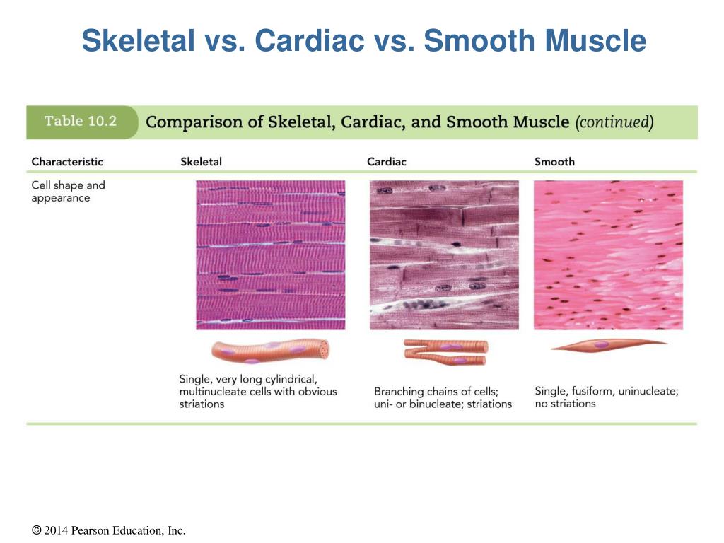 PPT - Skeletal Muscle Tissue PowerPoint Presentation, free download