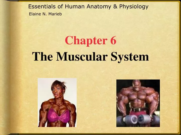 PPT Essentials Of Human Anatomy Physiology PowerPoint