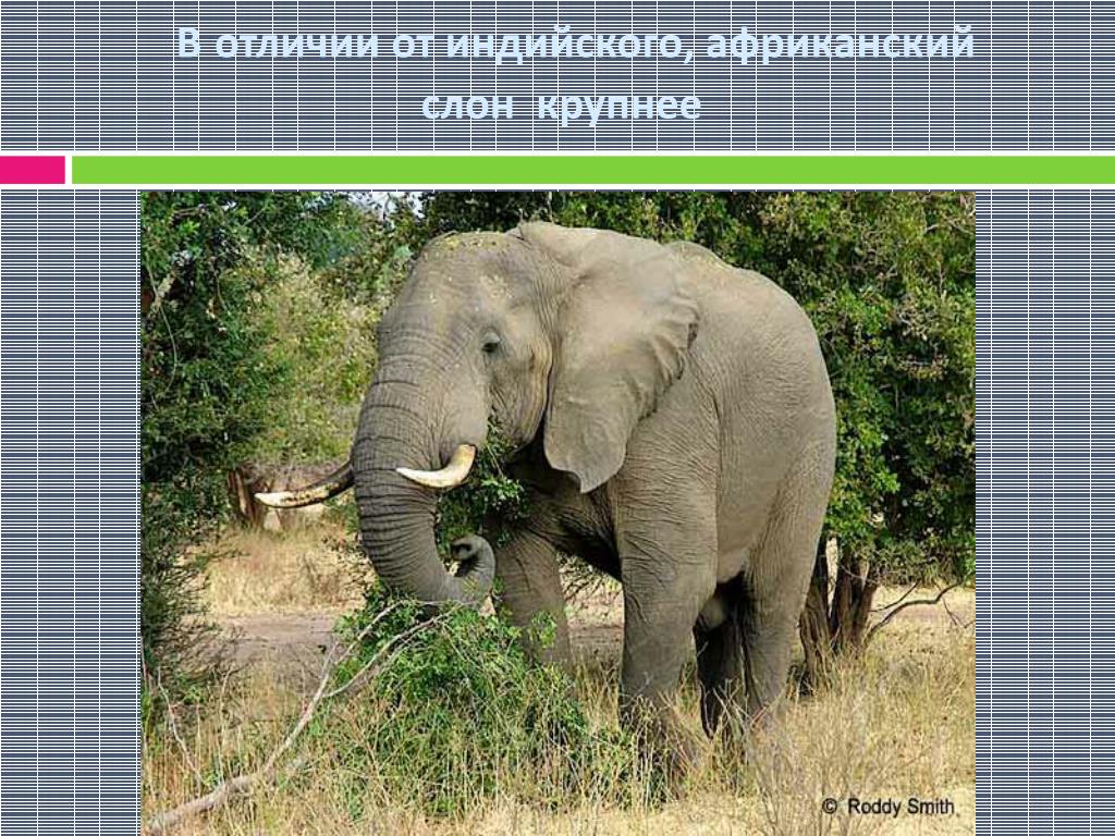 Крупнее это. Африканский слон и индийский слон. Африканский и индийский слон различия. Различие слонов индийских и африканских. Отличие африканского слона от индийского.