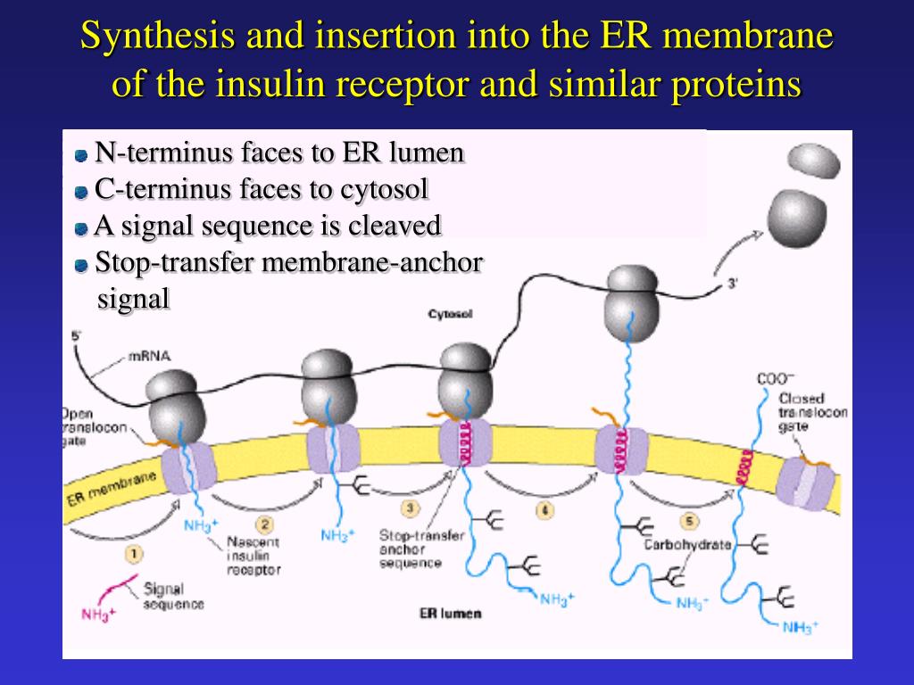 PPT roughEndoplasmatic Reticulum rER PowerPoint Presentation, free