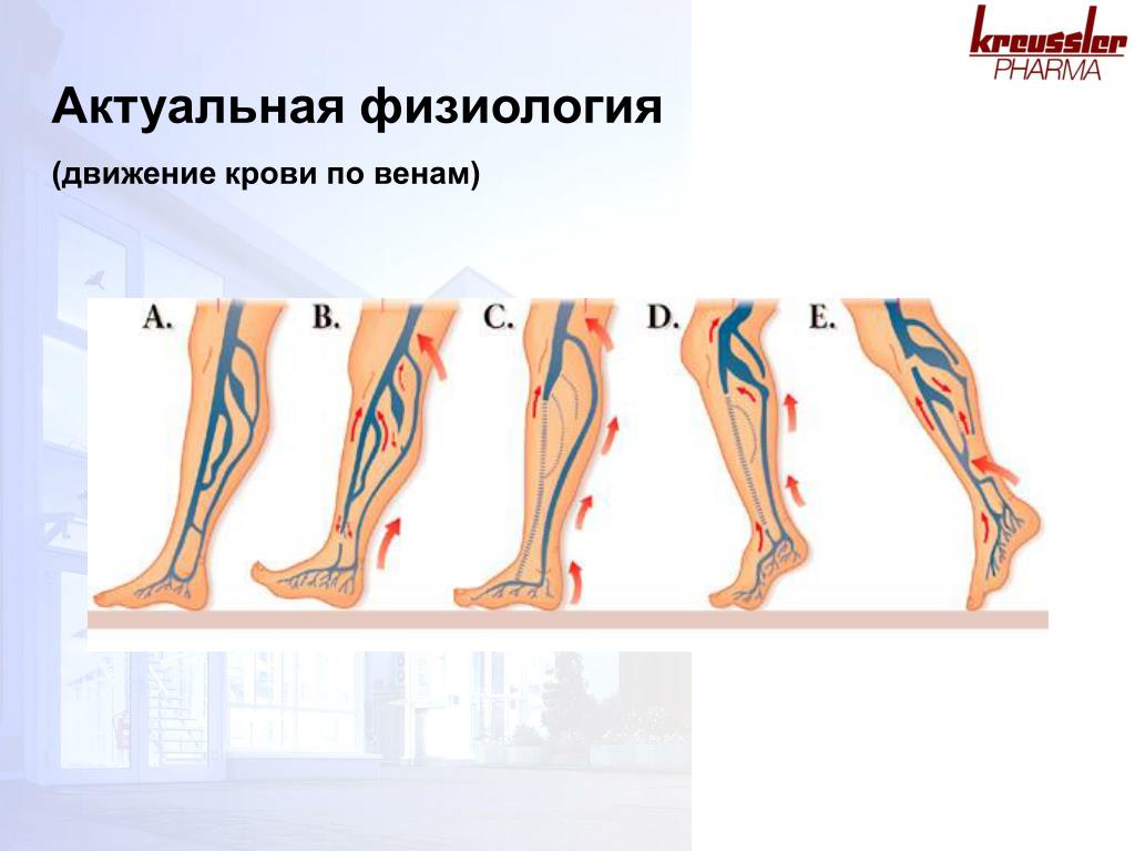 Вены направление движения. Направление движения крови в ногах. Направление движения крови по венам. Направление движения крови по венам ног. Направление крови в венах.