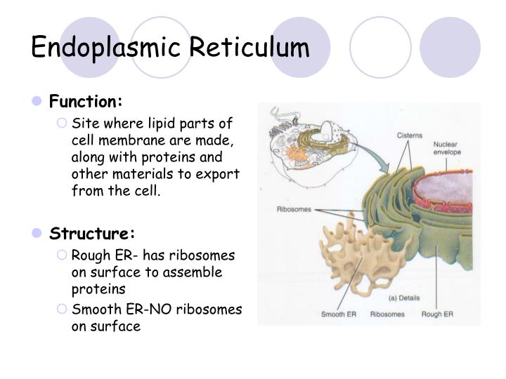 Endoplasmic Reticulum Structure And Function Alevel