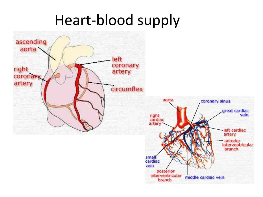 presentation on blood supply of heart