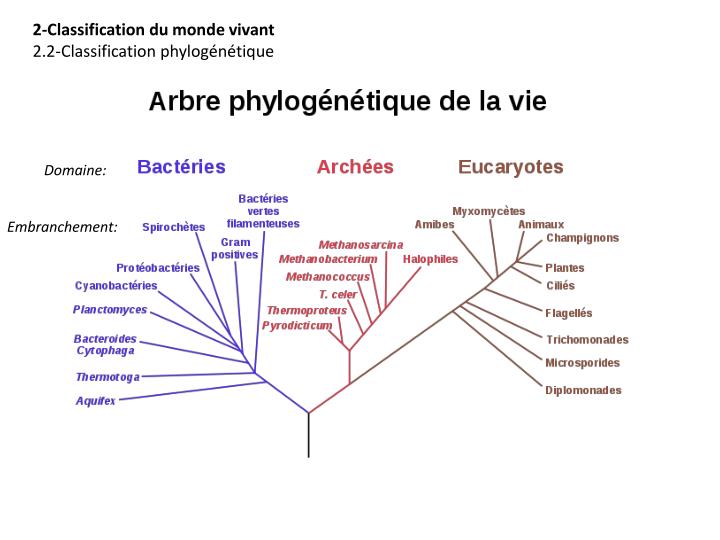 PPT - Diversité Du Monde Bactérien PowerPoint Presentation - ID:6040065