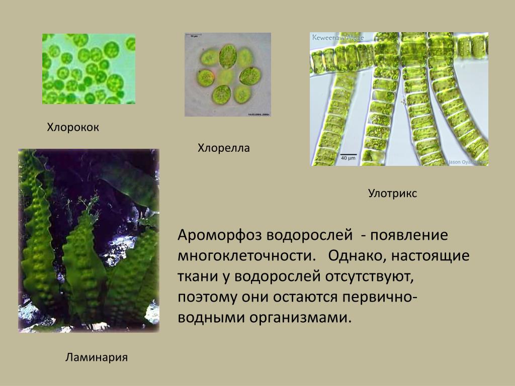 Отсутствие водорослей. Ламинария и улотрикс. Многоклеточные водоросли улотрикс, ламинария,. Ароморфозы водорослей. Ароморфозы многоклеточных водорослей.