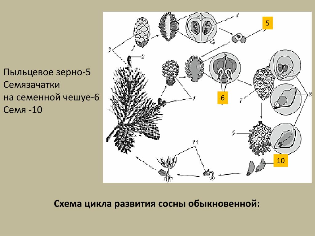 Где образуются семязачатки сосны. Цикл развития сосны семязачатки. Строение пыльцевого зерна сосны обыкновенной. Семязачаток и пыльцевое зерно. Строение пыльцевого зерна голосеменных.