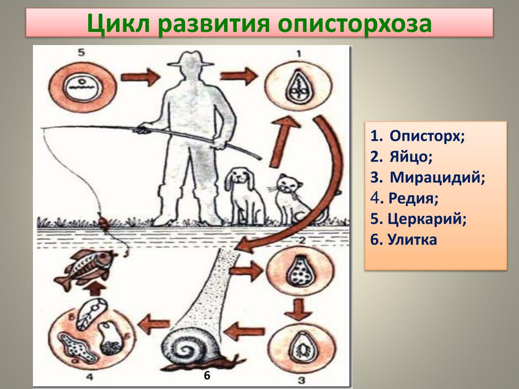 Схема жизненного цикла описторх