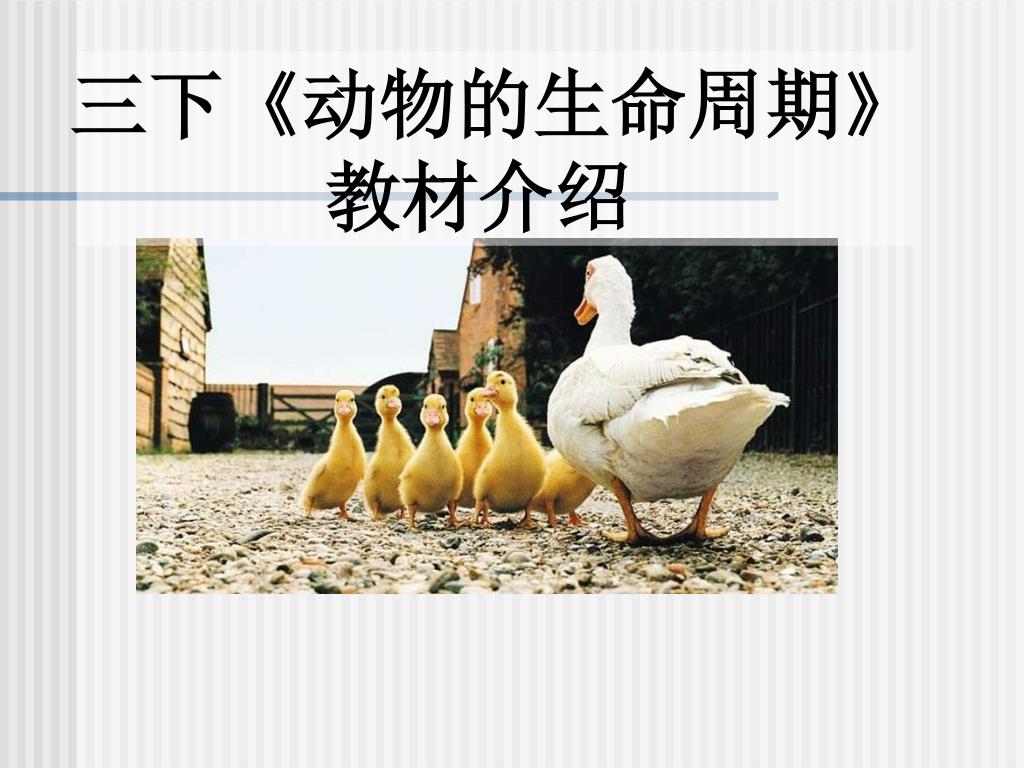 Ppt 三下 动物的生命周期 教材介绍powerpoint Presentation Id Ppt 三下 动物的生命周期 教材介绍powerpoint Presentation Id