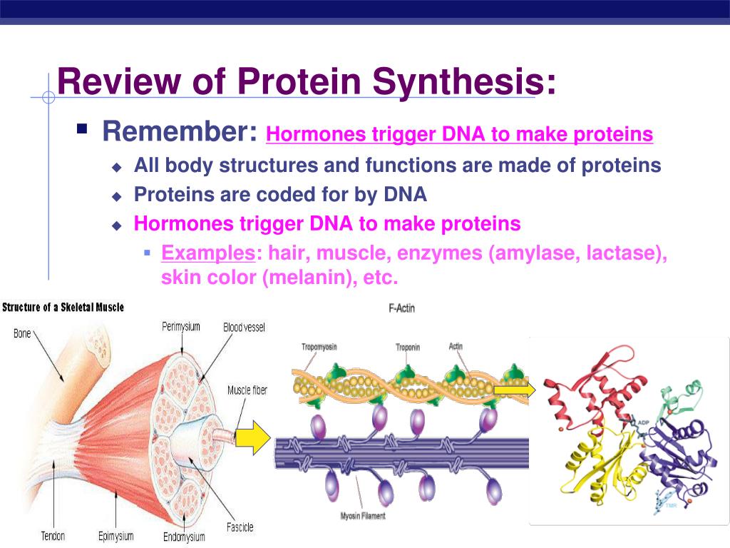 Ppt Endocrine System Hormones Powerpoint Presentation Free Download