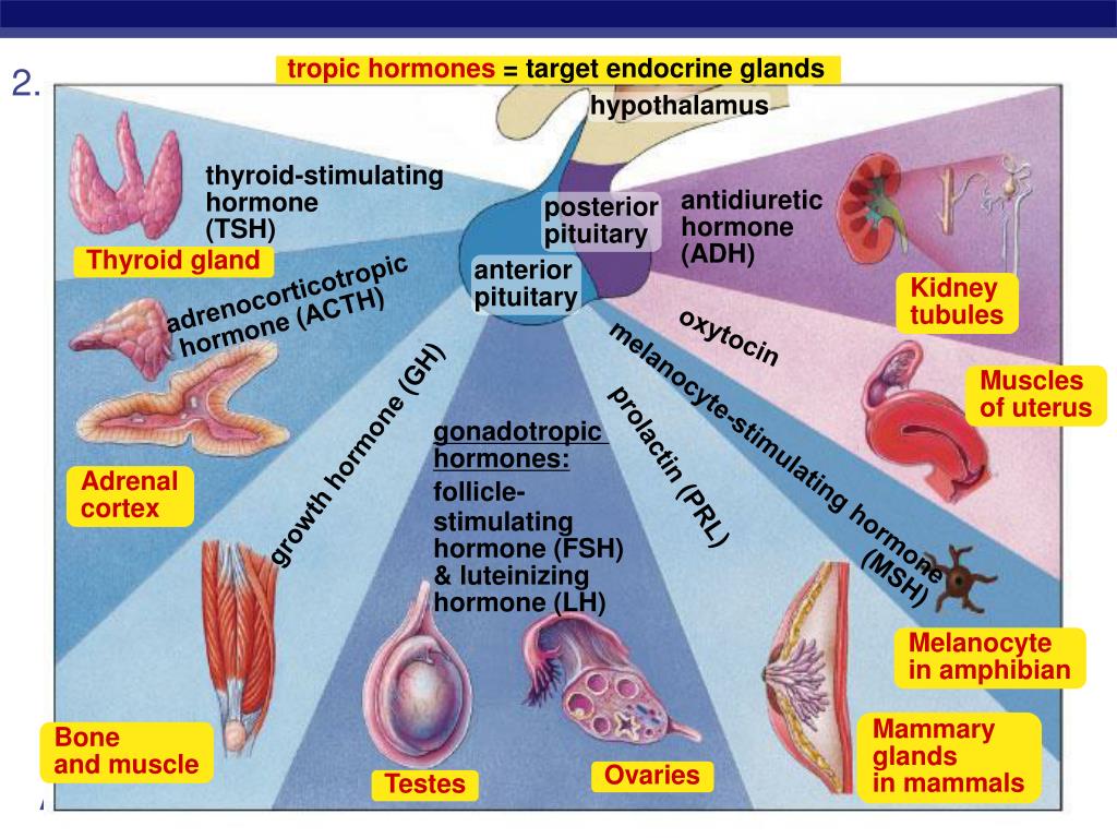 how to study endocrine hormones