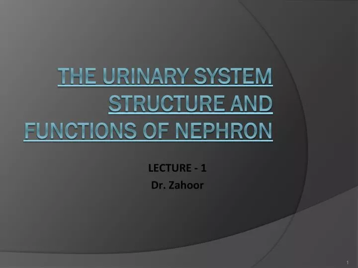 the urinary system structure and functions of nephron n.