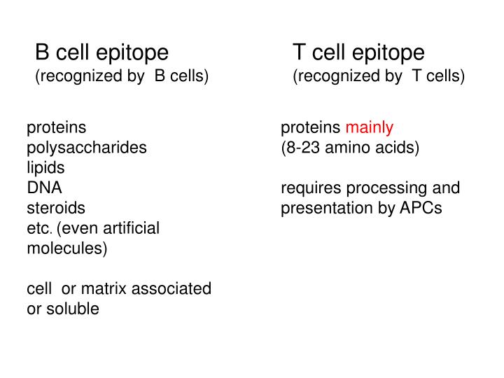 PPT - B CELL PowerPoint Presentation - ID:6044289