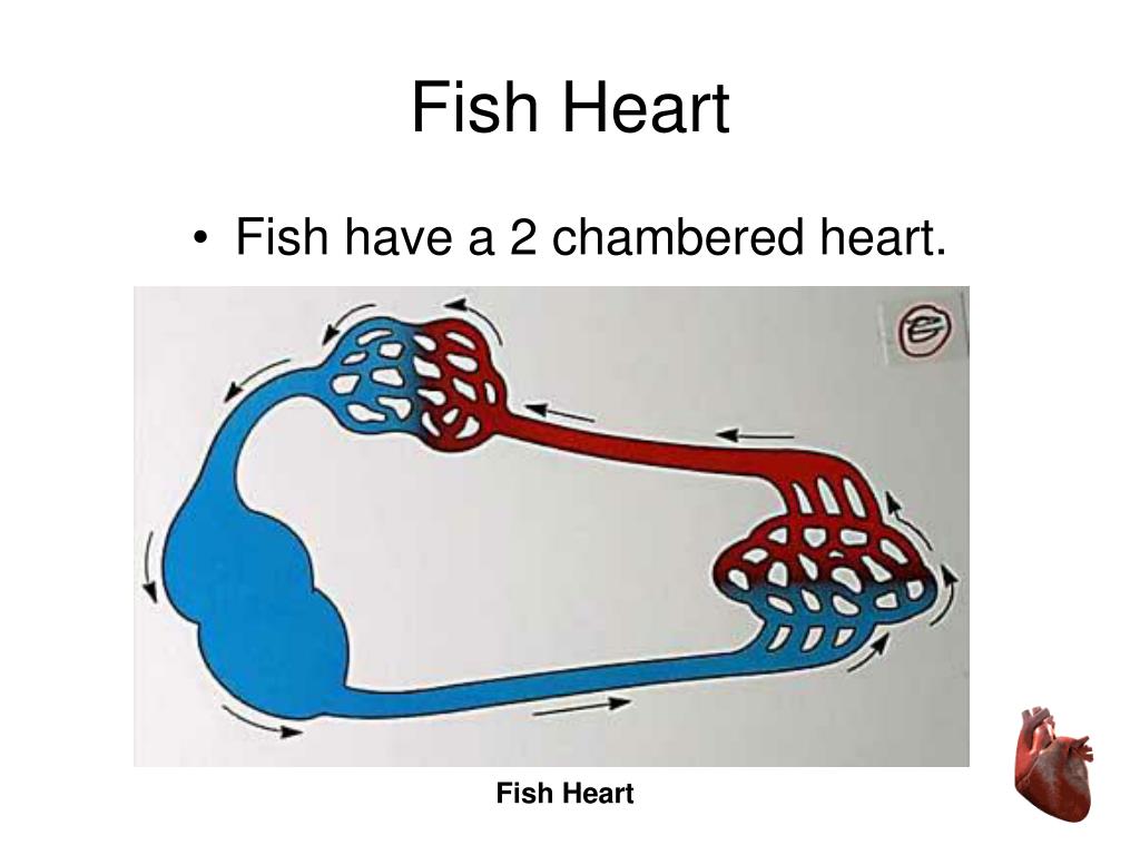 fish with two hearts