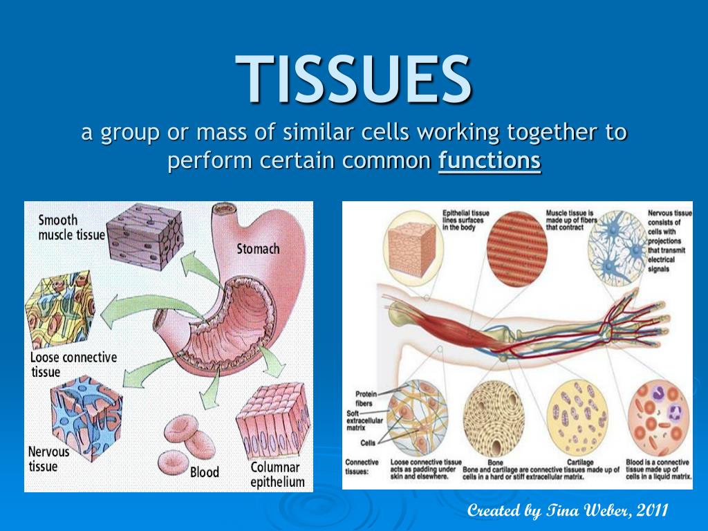 PPT - TISSUES a group or mass of similar cells working together to perform  certain common functions PowerPoint Presentation - ID:6046348