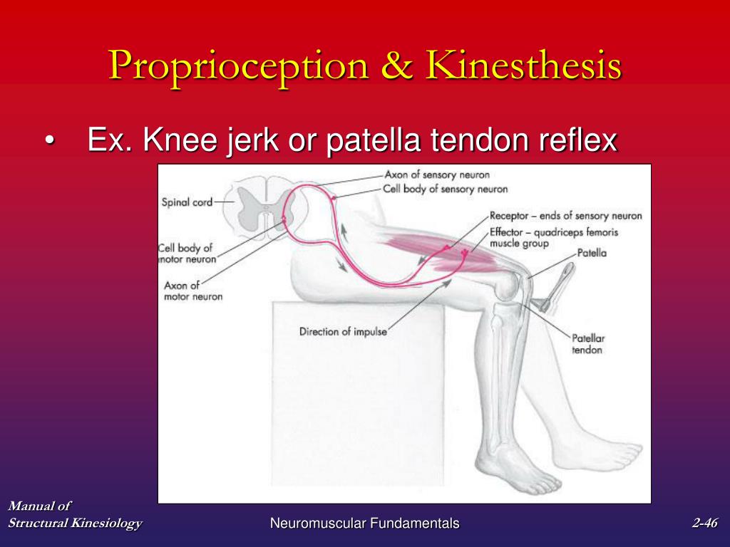 Knee jerk or patella tendon reflex Neuromuscular Fundamentals.