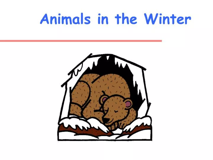 animals in the winter n.