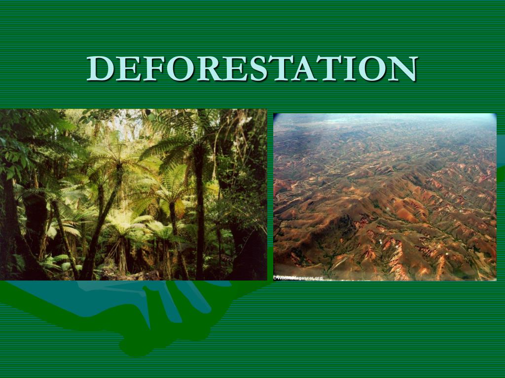 presentation about deforestation