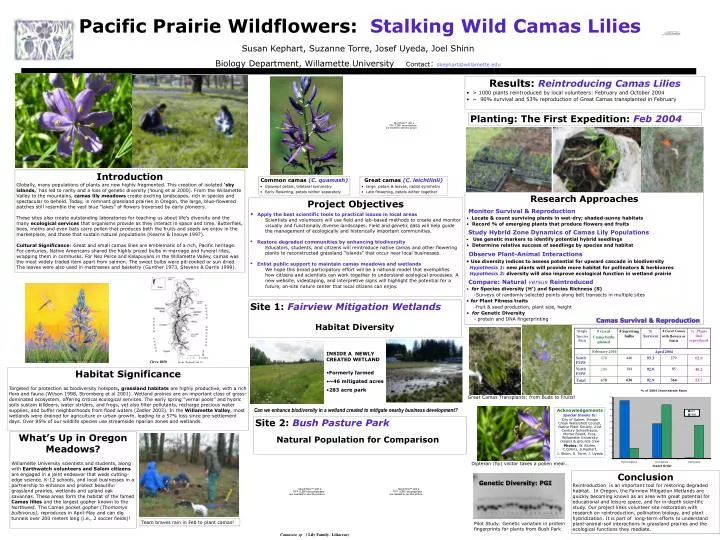 PPT - Pacific Prairie Wildflowers: Stalking Wild Camas Lilies ...