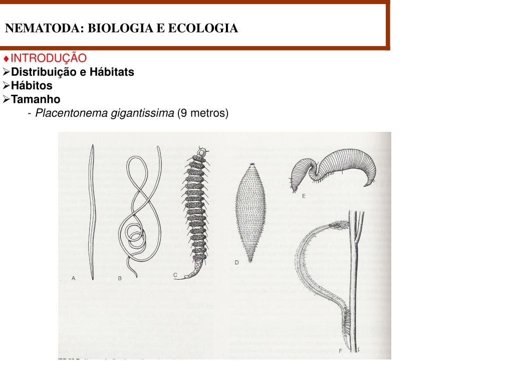 PPT FILO NEMATODA PowerPoint Presentation Free Download ID 6050467 PPT FILO NEMATODA PowerPoint Presentation Free Download ID 6050467