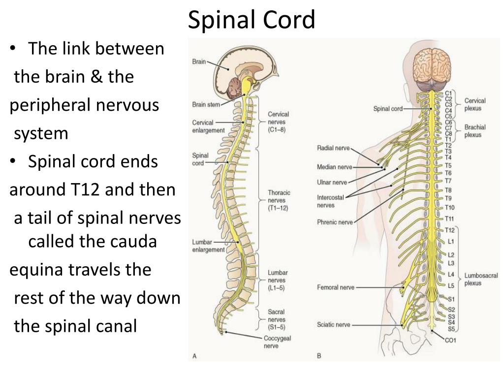 nerves in spinal cord
