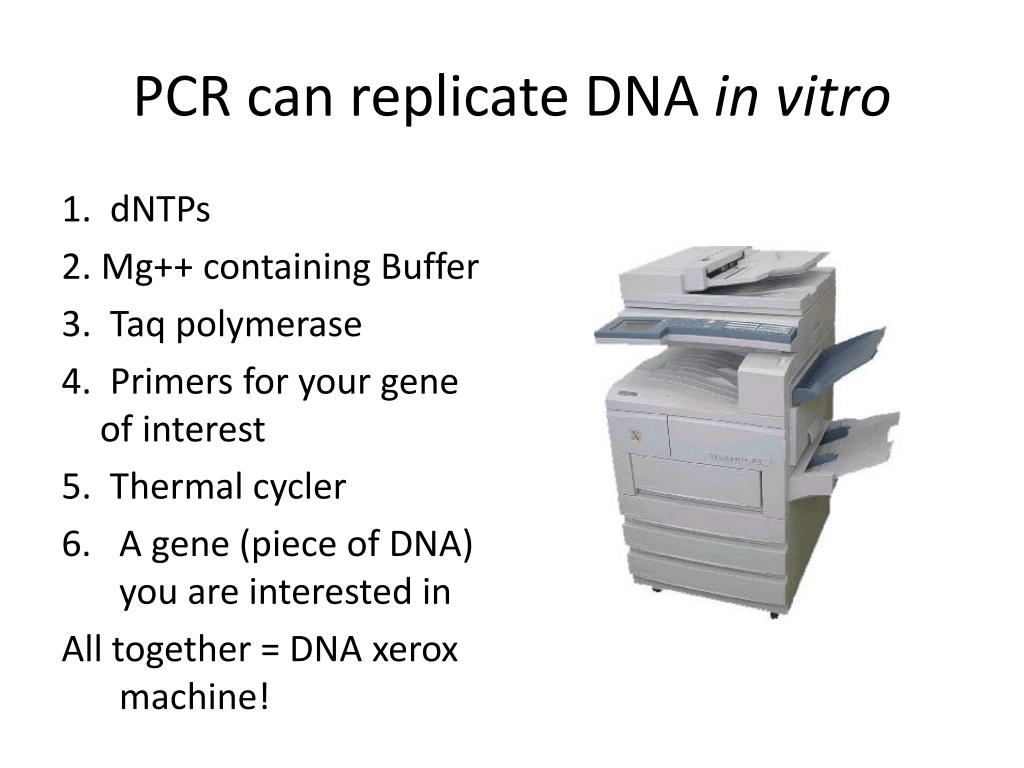 Replicate Dna Pcr PPT - Understanding the Human Genome: Structure, Function, and ...