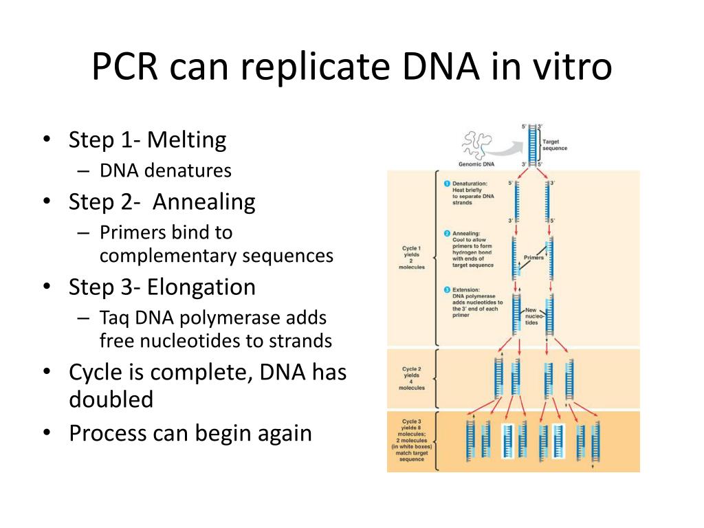 Replicate Dna Pcr PPT - Understanding the Human Genome: Structure, Function, and ...