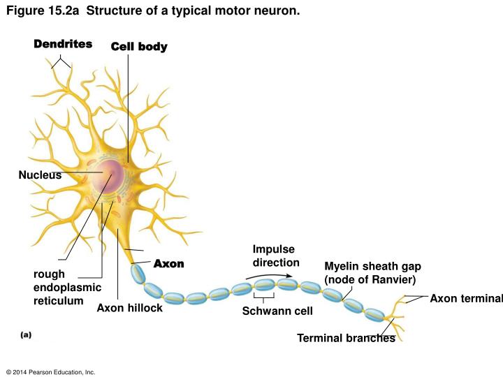 motor neuron dendrite cell body motor neuron dendrite cell body