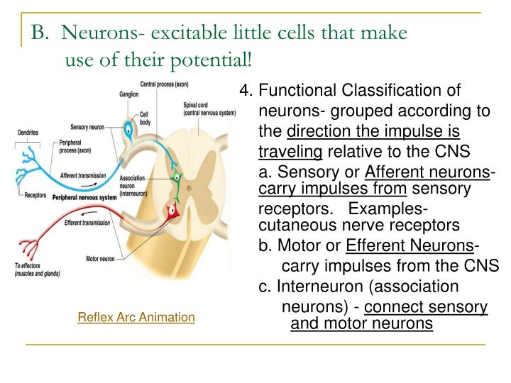 central nervous system and reflex arc central nervous system and reflex arc