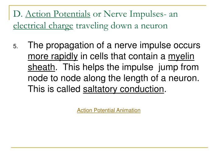 the action potential is an impulse of electrical activity essay Chapter 11: fundamentals of the nervous system and electrical impulses an action potential in the axon of a neuron is a nerve impulse k action potential. the action potential is an impulse of electrical activity essay Chapter 11: fundamentals of the nervous system and electrical impulses an action potential in the axon of a neuron is a nerve impulse k action potential.