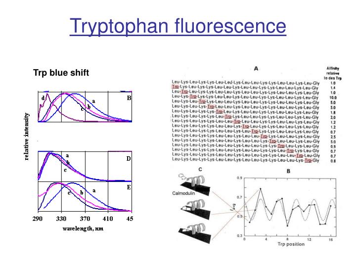 PPT Spectroscopy of Proteins PowerPoint Presentation ID6052251