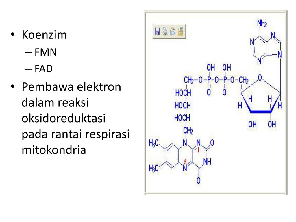 FMN FAD Pembawa elektron dalam reaksi oksidoreduktasi pada rantai respirasi...