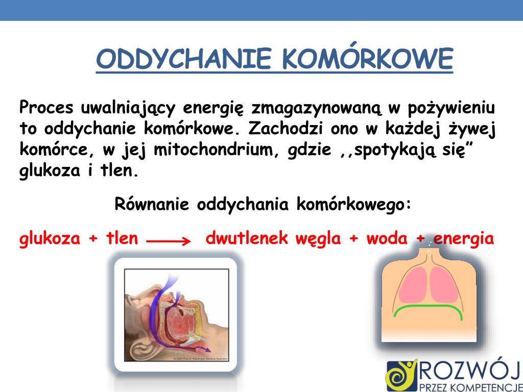 Oddychanie Komórkowe Polega Na PPT - Dane INFORMACYJNE PowerPoint Presentation, free download - ID:6056495