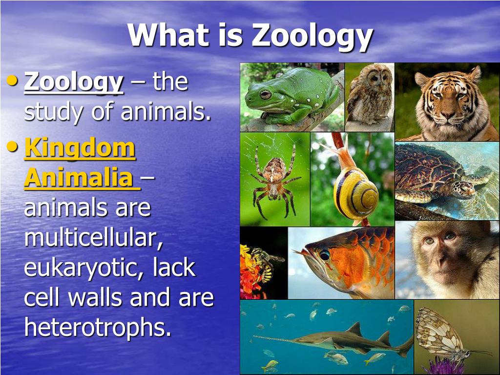 research about zoology