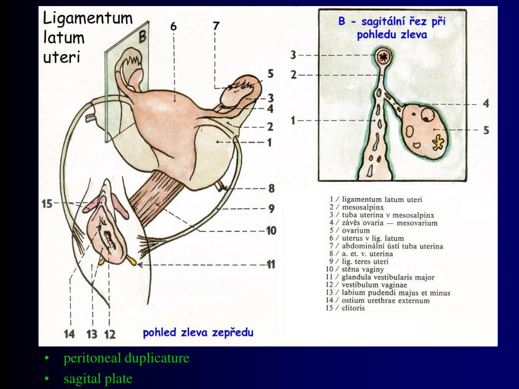 PPT - Systema genitale femininum Female genital system PowerPoint