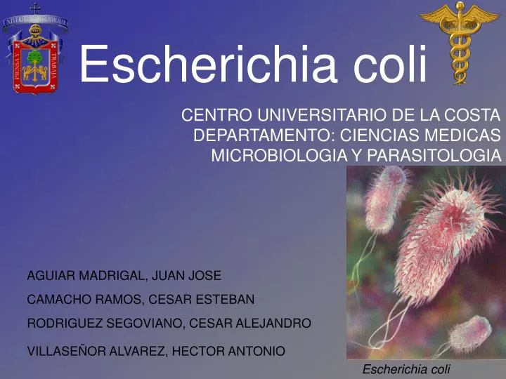 secreción prostática escherizia coli