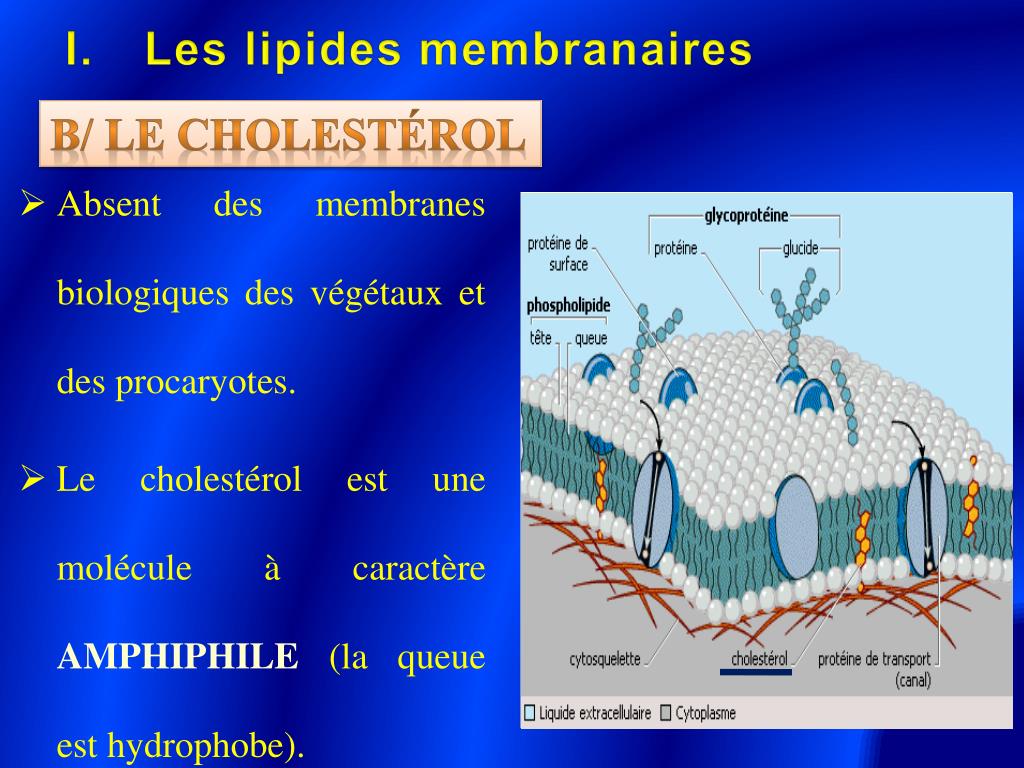 PPT - Les membranes biologiques partie 1 PowerPoint Presentation, free ...