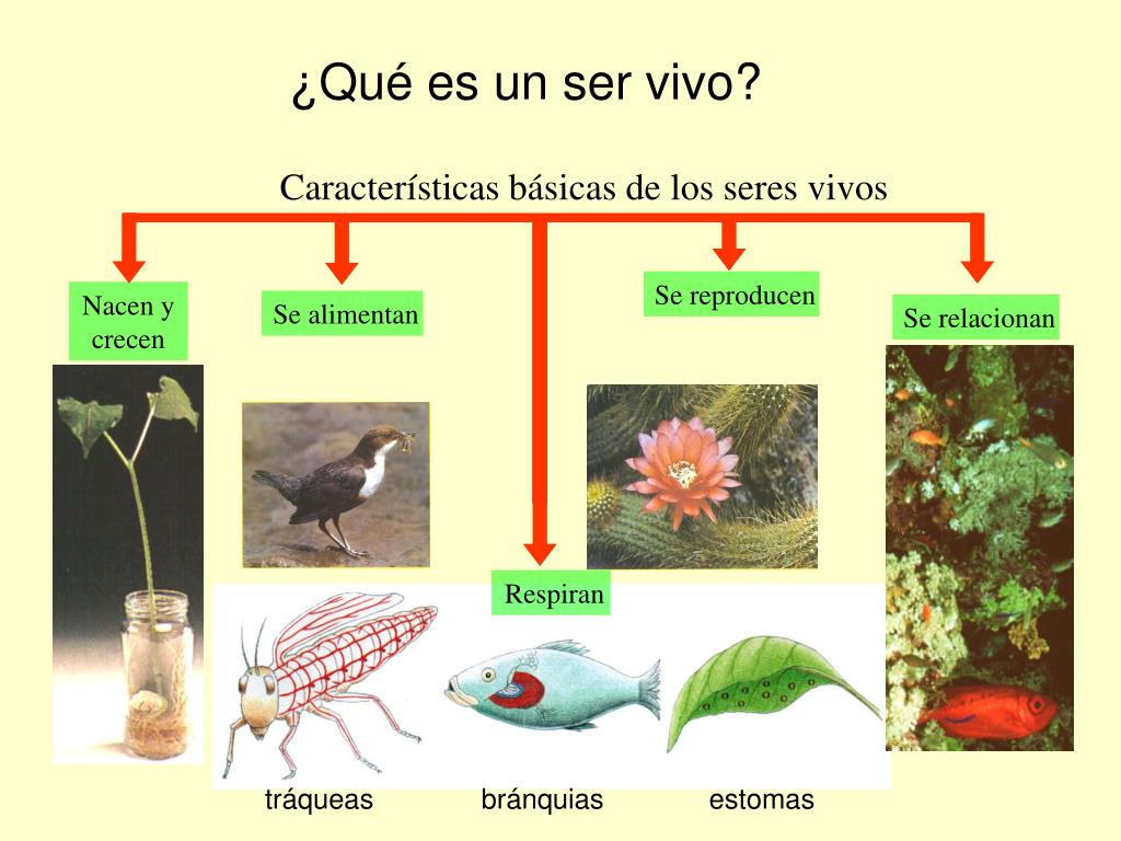 PPT - La organización de la vida PowerPoint Presentation, free download