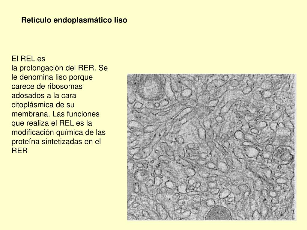 PPT - La organización de la vida PowerPoint Presentation, free download ...