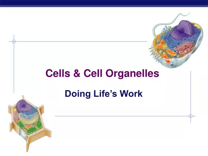 free download cell organelles free download cell organelles