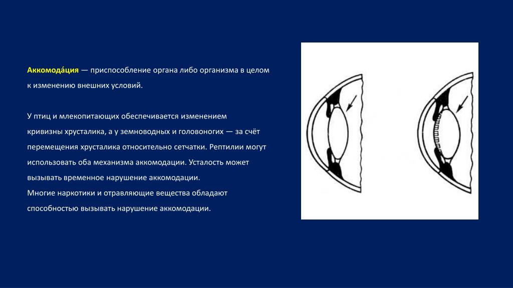 Какие характеристики хрусталика обеспечивают его аккомодацию. Аккомодация у птиц. Схема аккомодации хрусталика. Механизм аккомодации глаза. Механизм аккомодации схема.