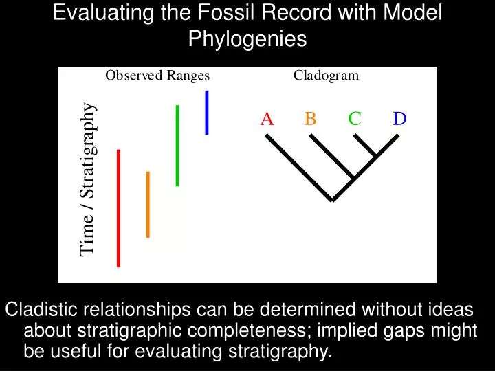 evaluating the fossil record with model phylogenies n.