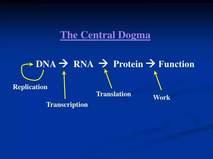 PPT - DNA RNA Protein Function PowerPoint Presentation, free download ...