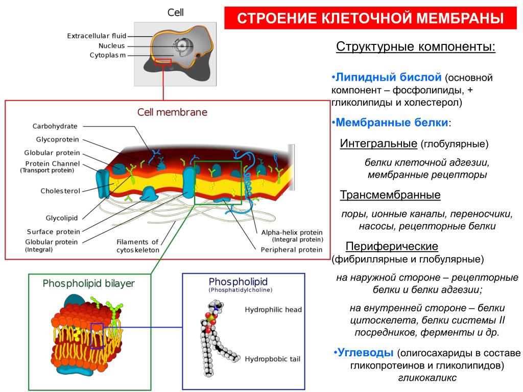 Какую функцию выполняют белки мембран